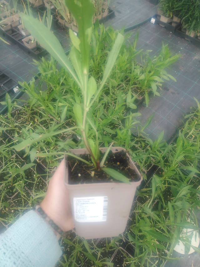 Sneezeweed Fatamorgana - 2024