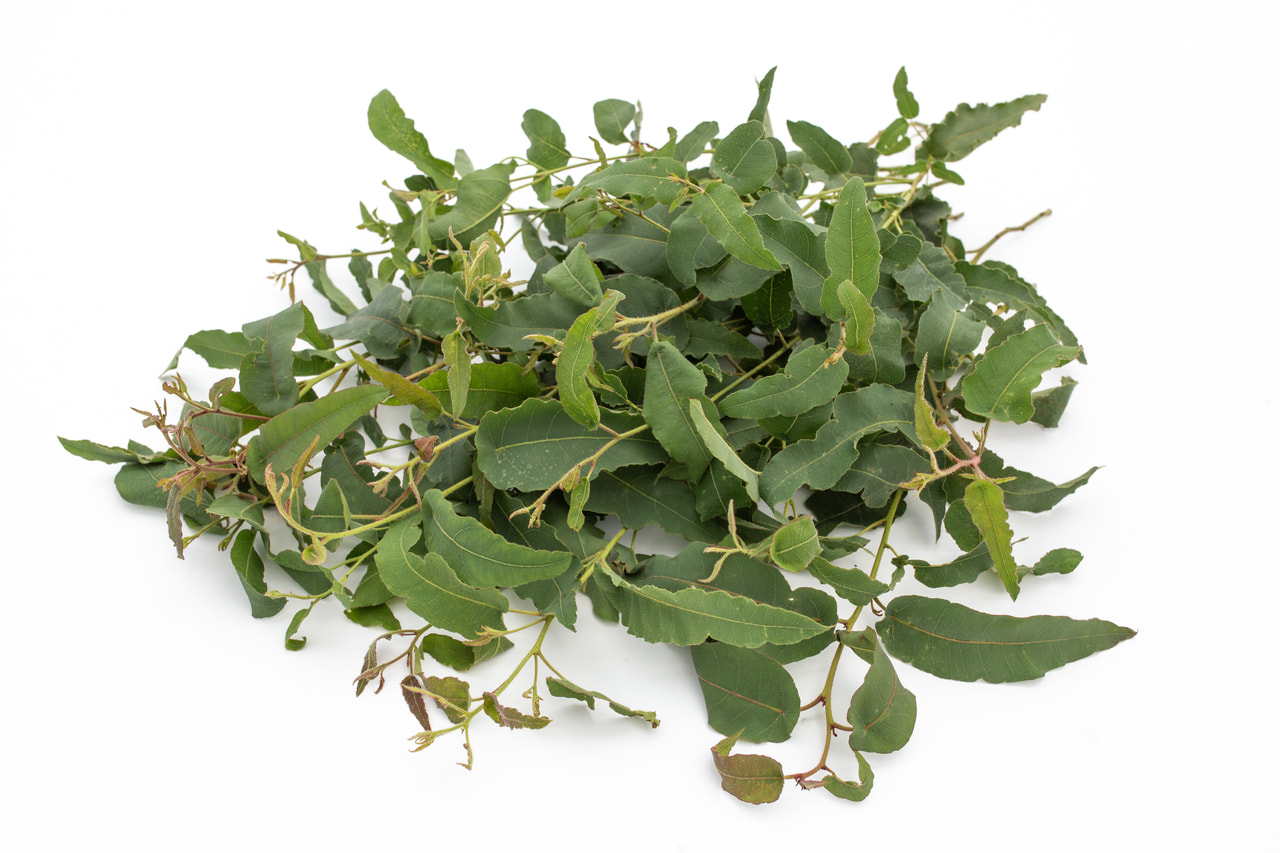 Eukalyptus citrónový, Loukykvět