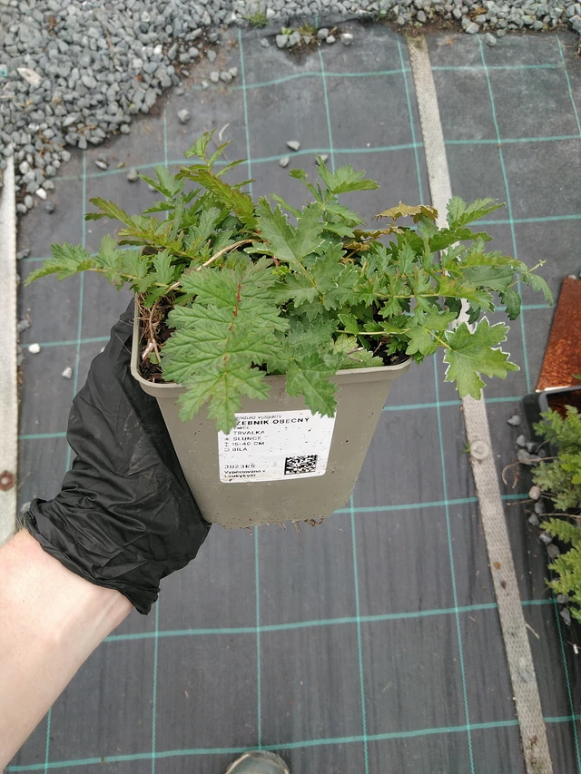 Filipéndula común - 10. 9. 2025