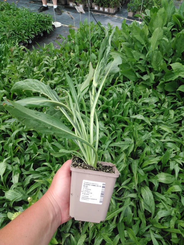 Hlaváč Fama Deep Blue - 2024