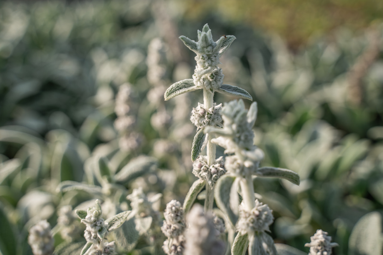 Tisztesfű Silver Carpet, Loukykvět