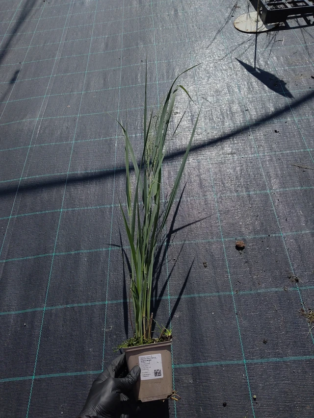 Mijo panicular Northwind - 11. 9. 2025