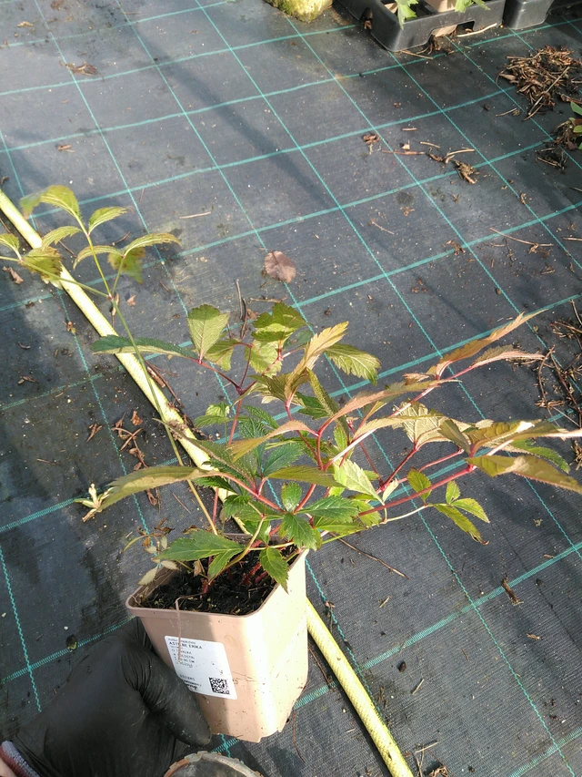 Astilbe Erika - 31. 10. 2025