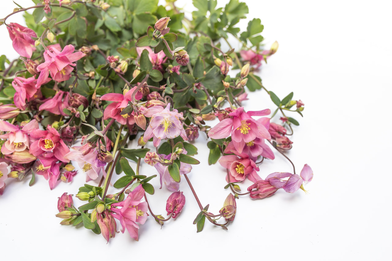 Orlíček Heidi, Loukykvět