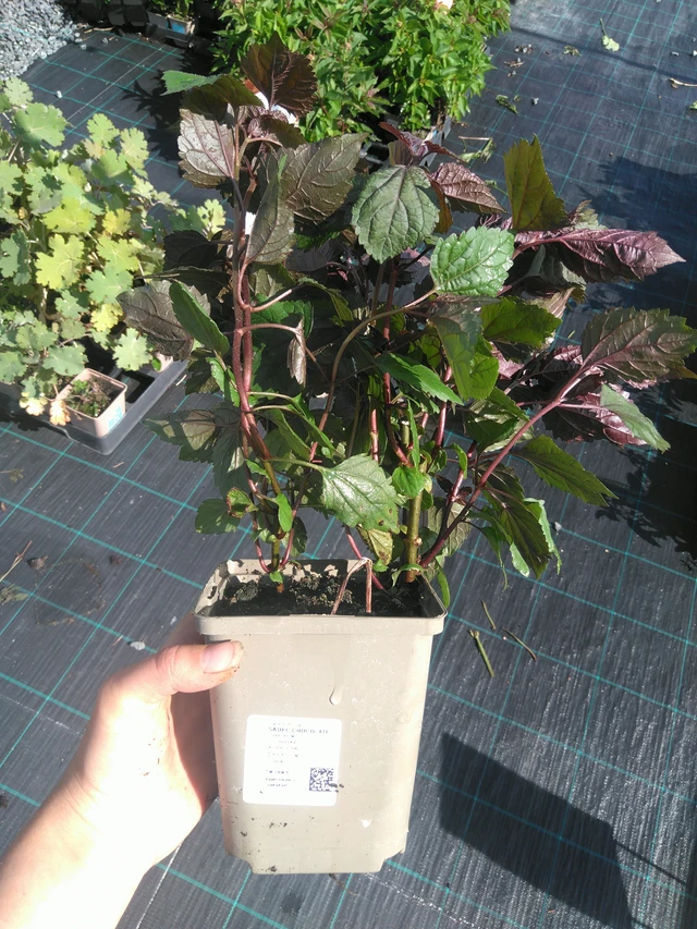 Punapähkämö Chocolate - 11. 7. 2025