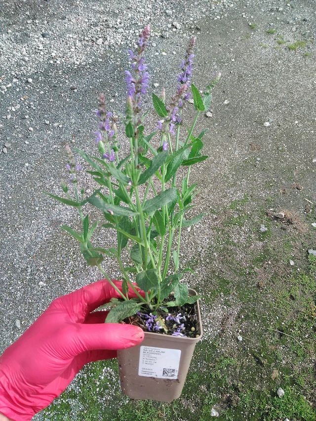 Salvia hajní Blauhügel - 29. 7. 2025