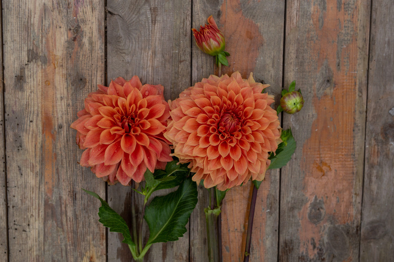 Jiřina Hy Patti, Loukykvět