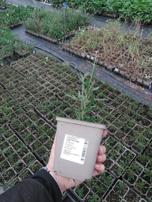 Prachtkerze Siskiyou Pink - 2024