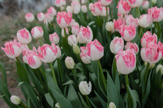 Tulipán Neglige, Loukykvět