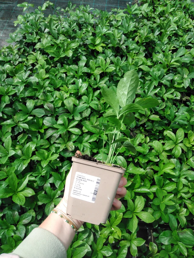 Hellebore Double Ellen Pink - 2024