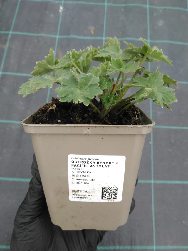 Szarkaláb Benary’s Pacific Astolat - 1. 4. 2026