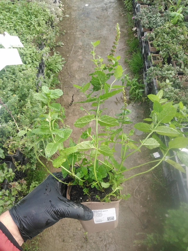 Marocká máta - 13. 10. 2025