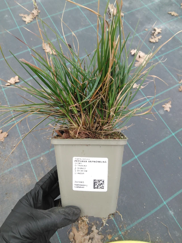 Pěchava vápnomilná - 1. 4. 2026