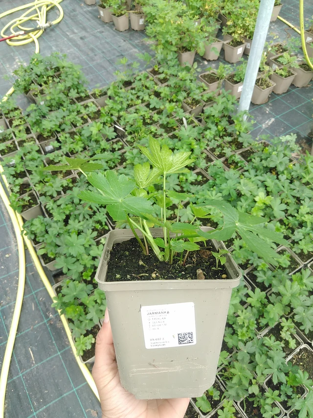 Jarmanka - 9. 6. 2025