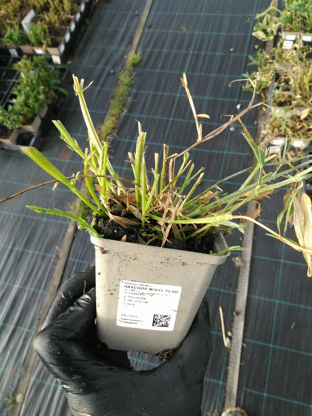 Hajuherne White Pearl - 31. 10. 2025