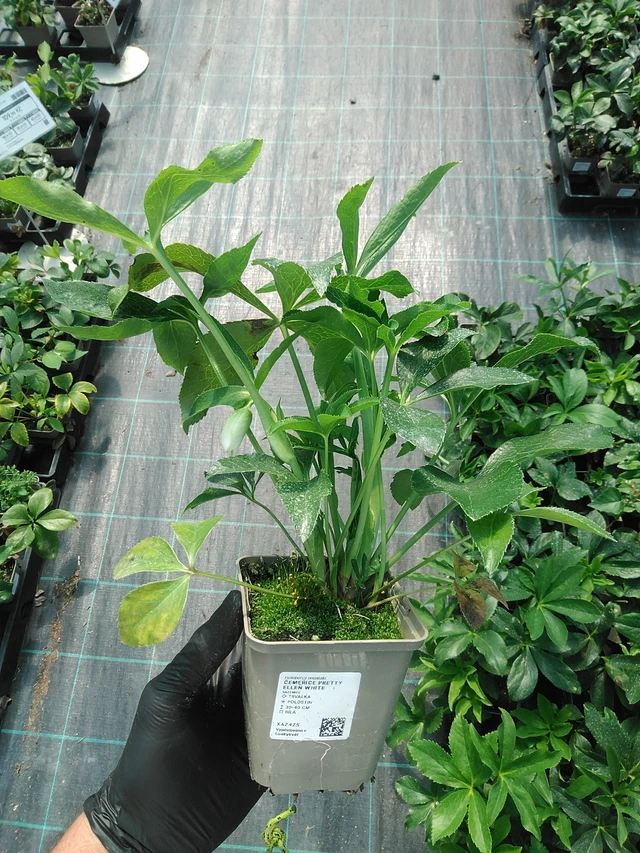 Eléboro Pretty Ellen White - 19. 8. 2025