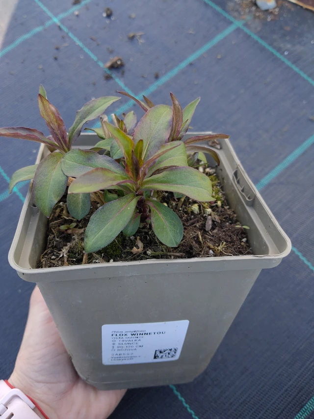 Lángvirág Winnetou - 27. 3. 2026