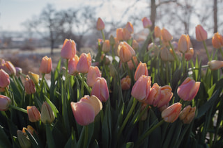 Tulipán Coral Pride (Zantuel), Loukykvět