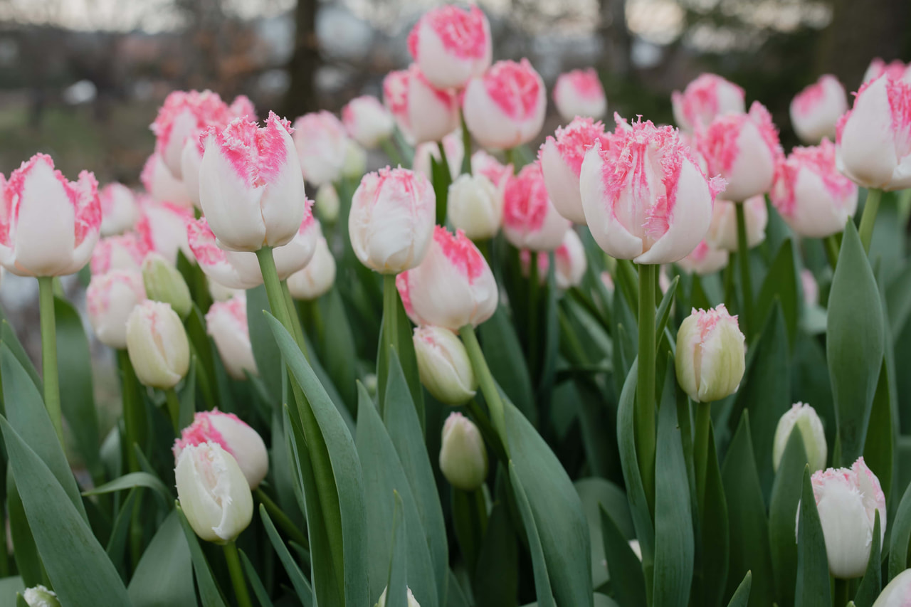 Tulipán Neglige, Loukykvět