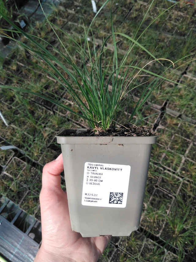 Töyhtövilja vláskovitý - 13. 5. 2025