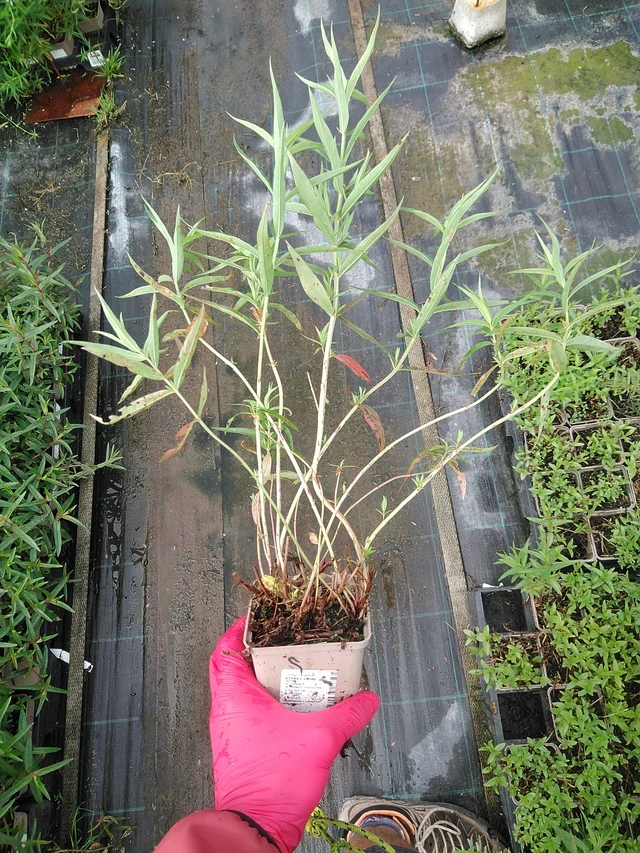 Rantakukka Swirl - 29. 7. 2025