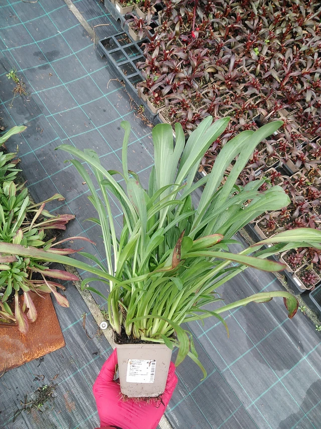 Helenium hoopesii - 29. 7. 2025