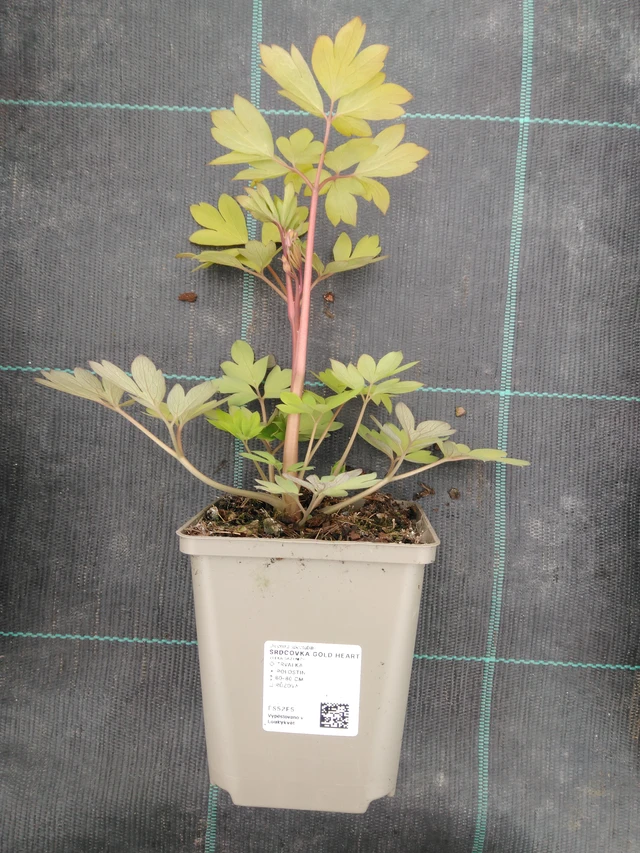 Szívvirág Gold Heart - 1. 4. 2026