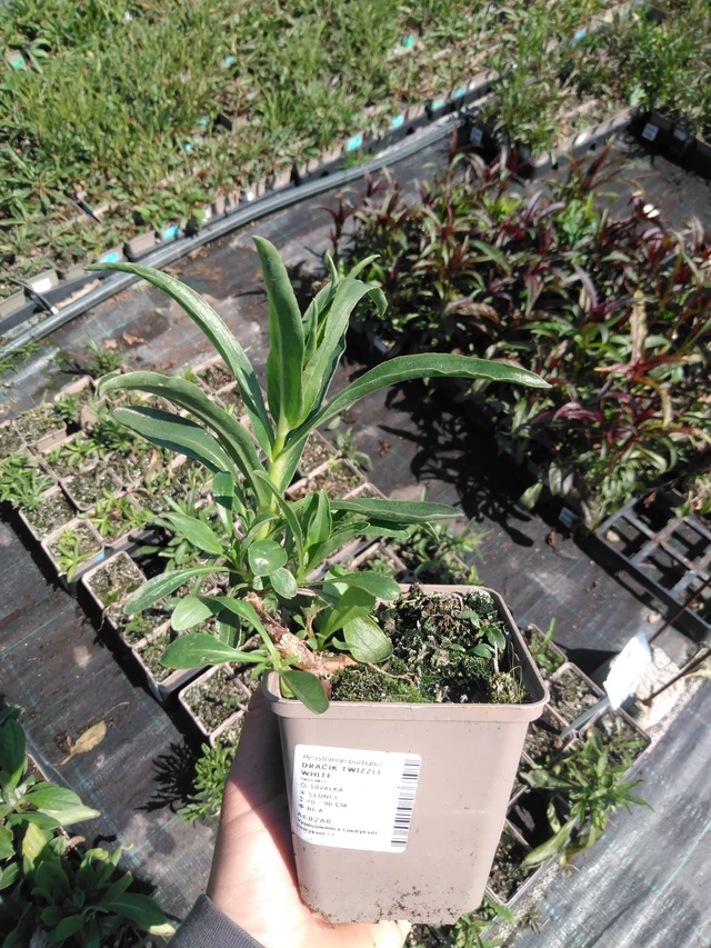 Flor de dragón Twizzle White - 13. 5. 2025