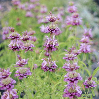 Monarda citriodora, Loukykvět