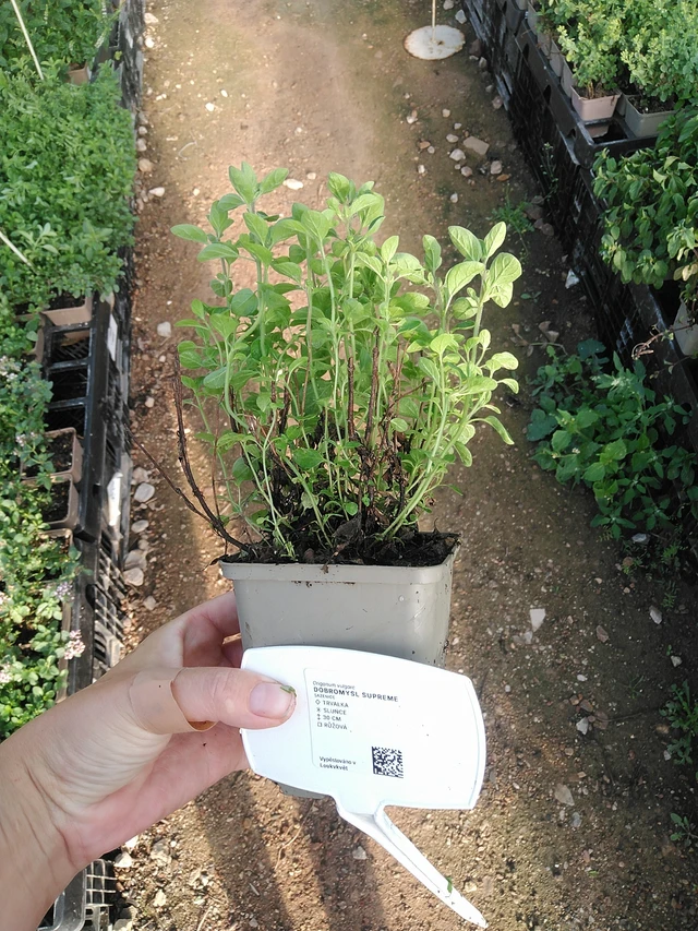 Dobromysl Supreme - 19. 8. 2025