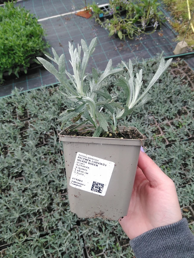 Wormwood Ludvíkův Silver Queen - 9. 6. 2025