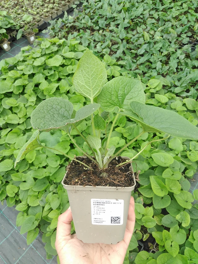 Pomněnkovec Betty Bowring - 9. 6. 2025