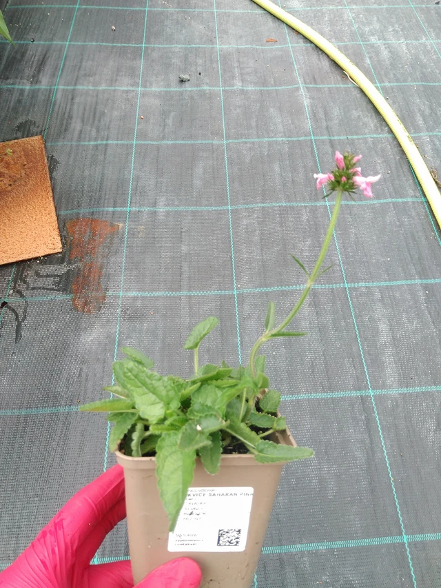 Tähkämunkki Saharan Pink - 29. 7. 2025