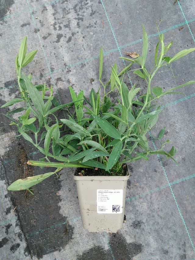 Hajuherne Pink Pearl - 10. 9. 2025