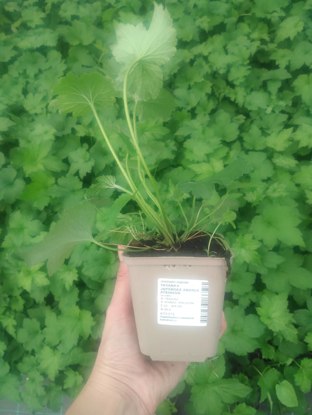 Sasanka japonská Andrea Atkinson - 2024