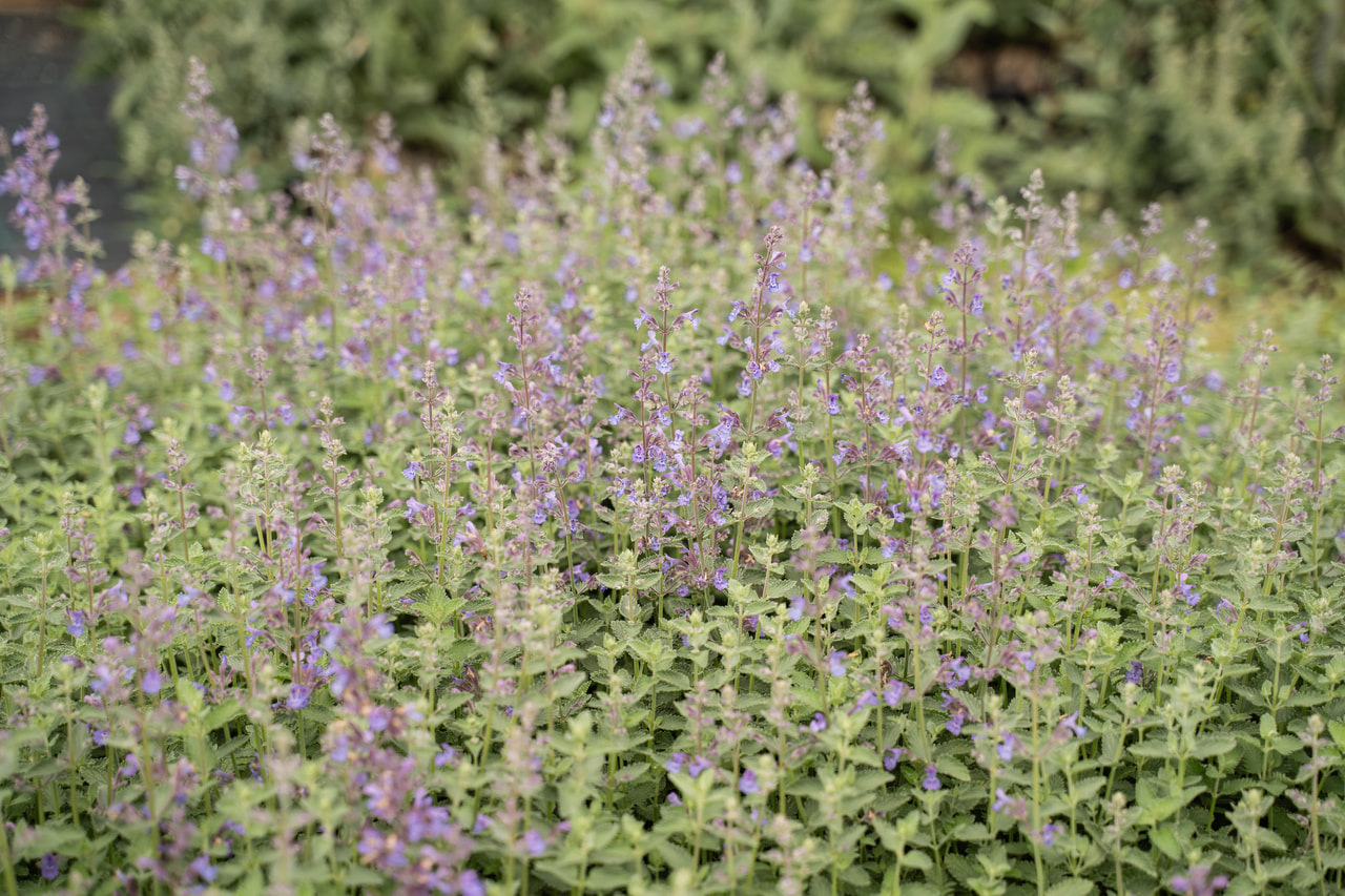 Macskamenta Walker’s Low, Loukykvět