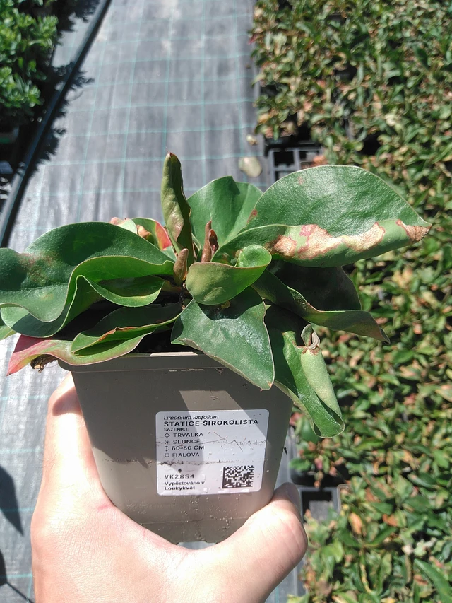 Statice latifolia - 24. 6. 2025