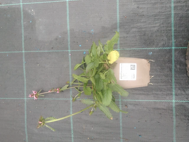 Tähkämunkki Saharan Pink - 10. 10. 2025