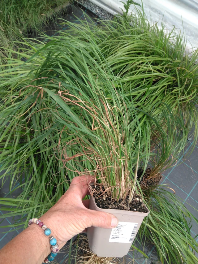 Třtina chloupkatá - 2024