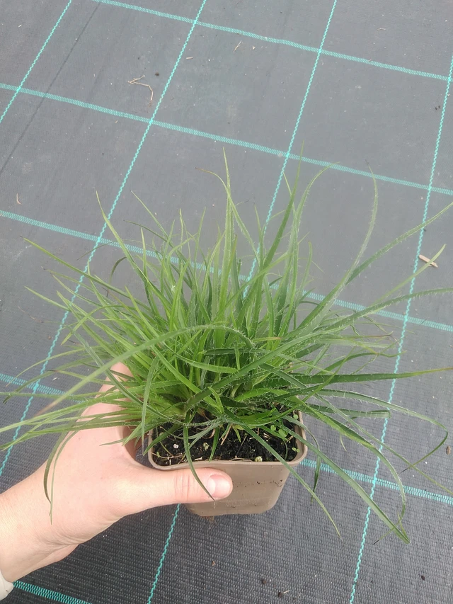 Witte veldbies - 17. 7. 2025