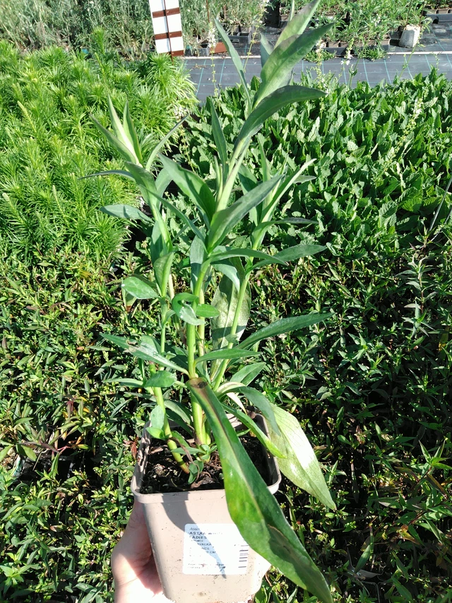 Astra White Ladies - 24. 6. 2025