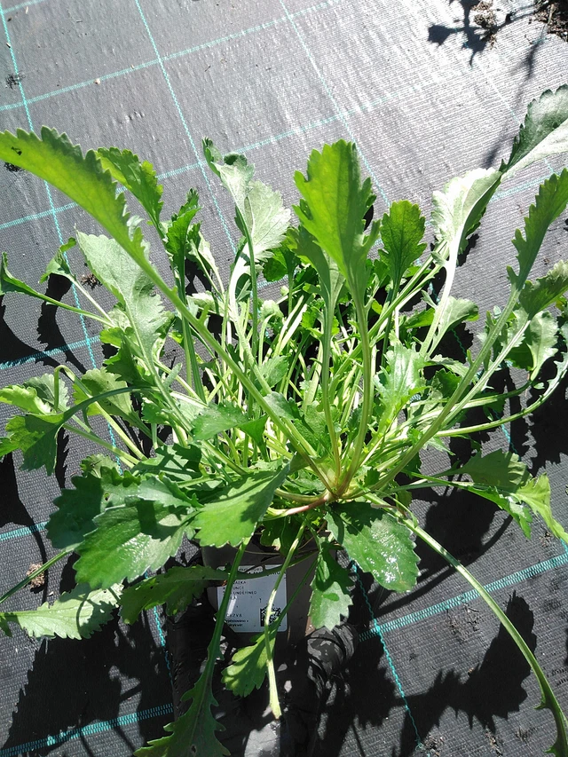 Kopretina Maikönigin - 19. 8. 2025