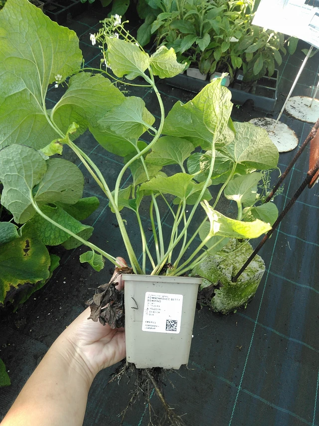 Pomněnkovec Betty Bowring - 19. 8. 2025