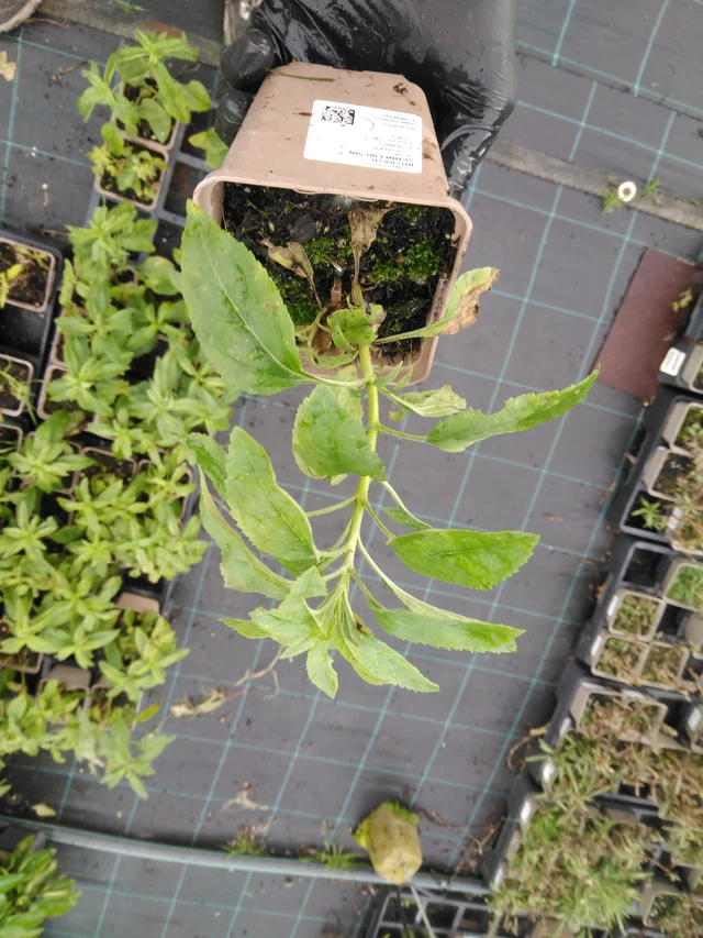 Verónica Schneeriesin - 23. 10. 2025