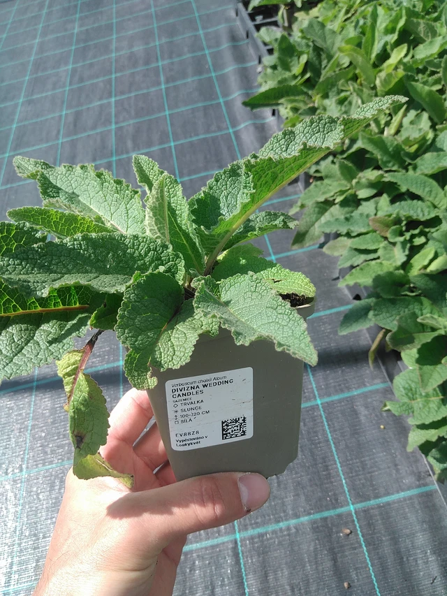 Verbasco Wedding Candles - 24. 6. 2025