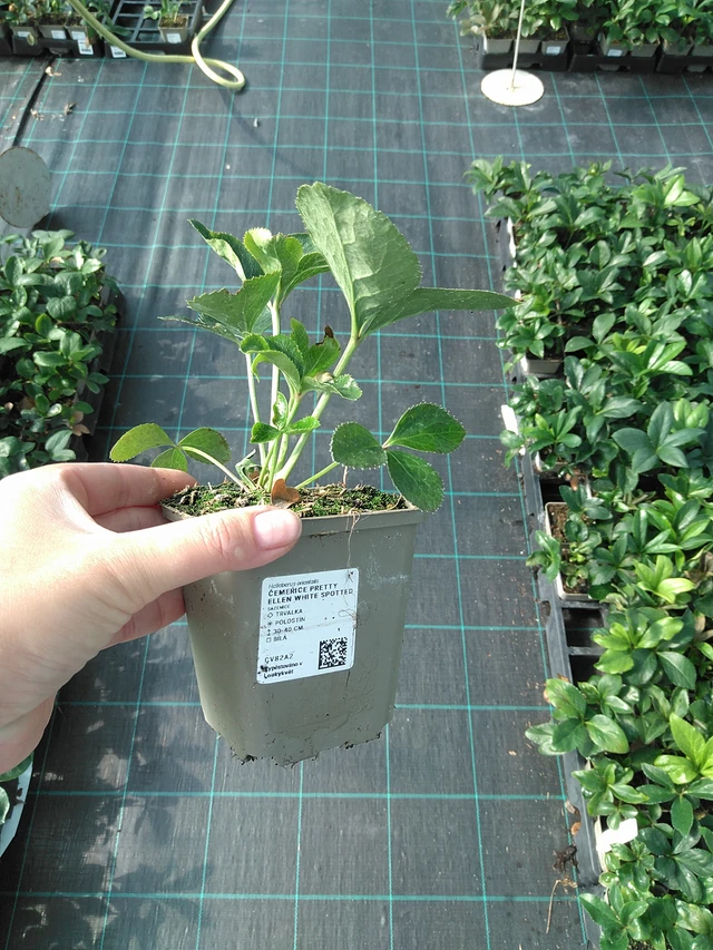 Hellebore Pretty Ellen White Spotted - 11. 7. 2025