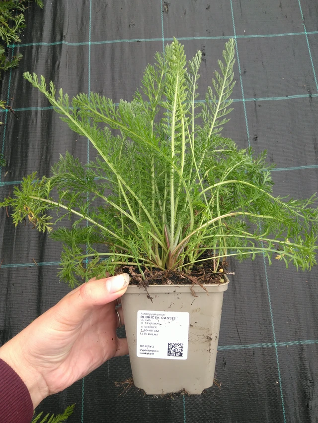 Řebříček Cassis - 11. 7. 2025