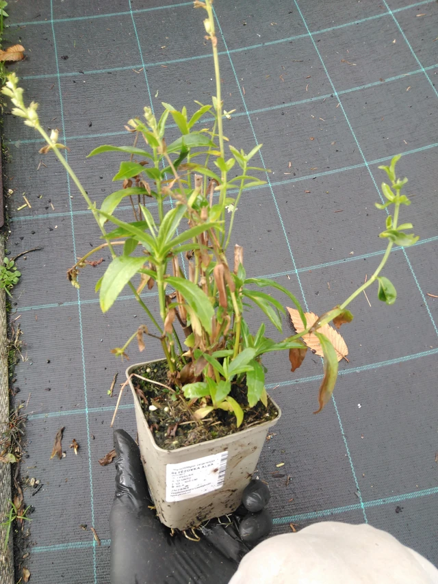 Fisostegia Alba - 23. 10. 2025