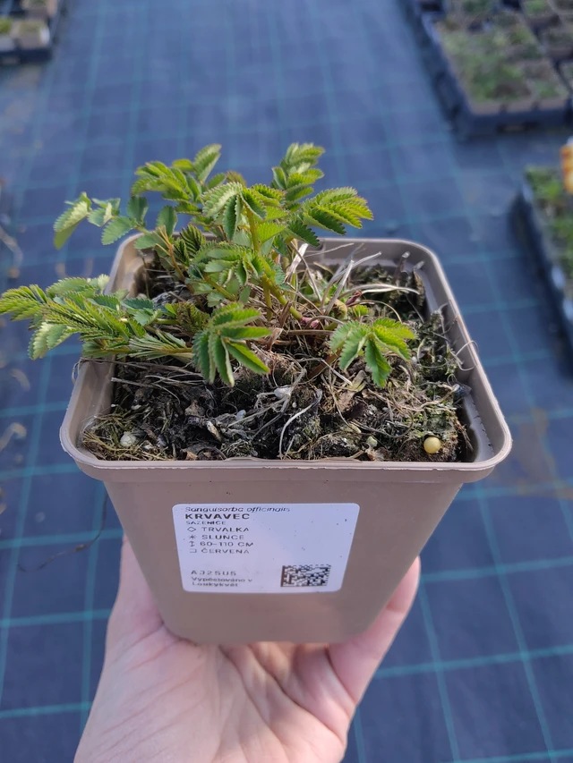 Krvavec - 27. 3. 2026