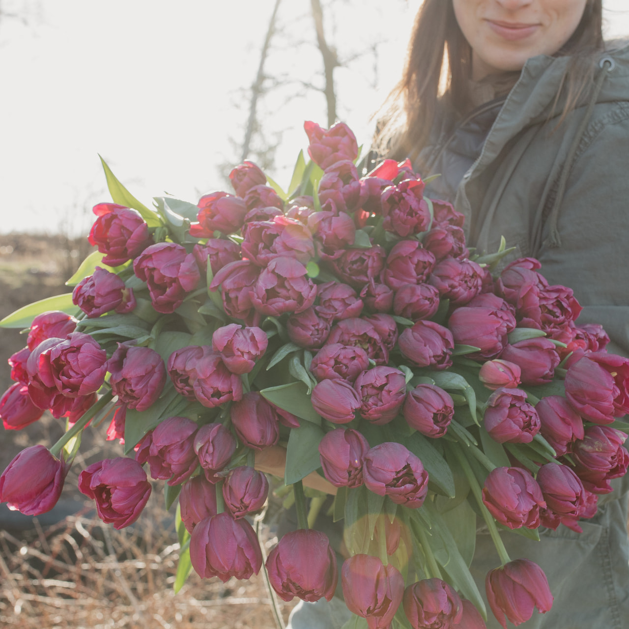 Tulipán Margarita, Loukykvět
